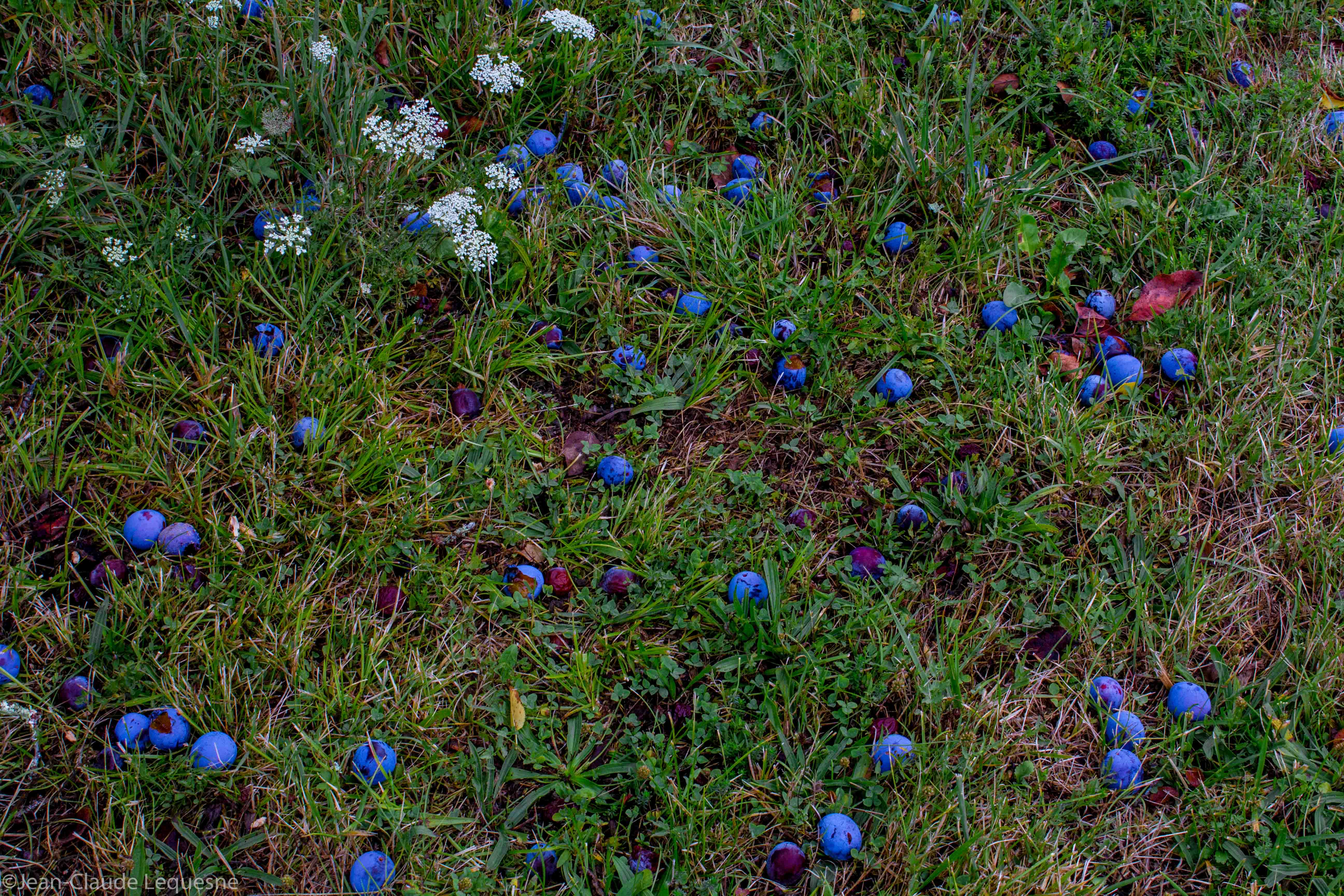 Prune bleue de Bajamont